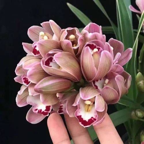 「喜欢」10种最受欢迎的年宵花,你最喜欢哪一种?