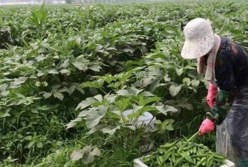  #我国#被誉为蔬菜王，刚引进我国就爆红，价格年年涨，为何农民