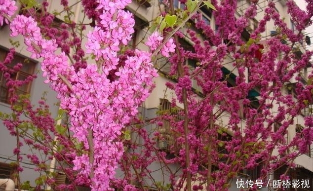 艳丽@紫荆花早春叶前开放,无论枝、干布满紫色花朵,艳丽可爱