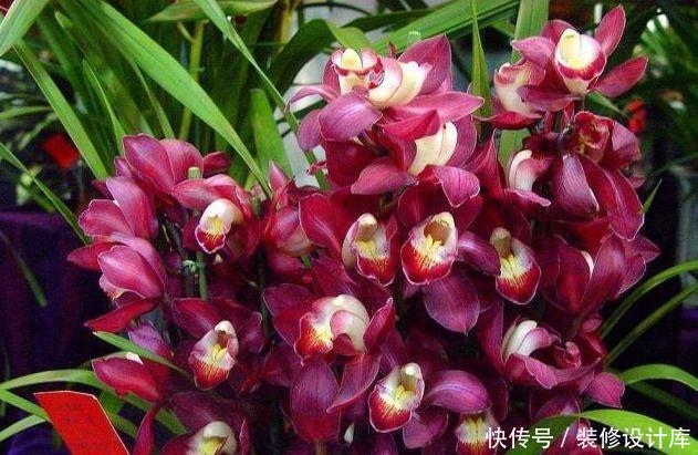 「喜欢」别傻傻养绿萝了,家中摆上这3种“兰花”,不仅好闻,还显档次!