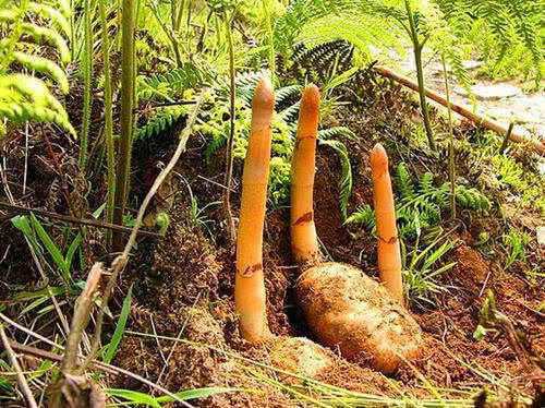  「更是」这种野草被当地村民看做是摇钱树，野生的更是十分的罕