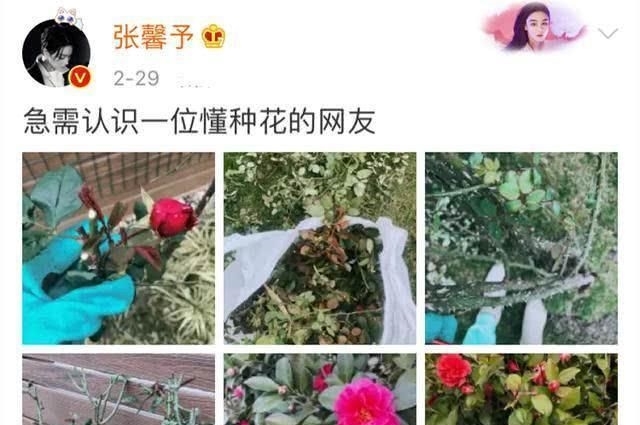 【何捷】张馨予不做饭改种花了, 老公何捷帮不上忙, 只好线上求助网友