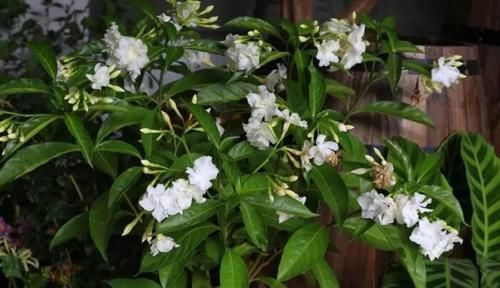  『没想到』买了盆花朵特别像栀子花的观赏植物，没想到名字叫狗牙花