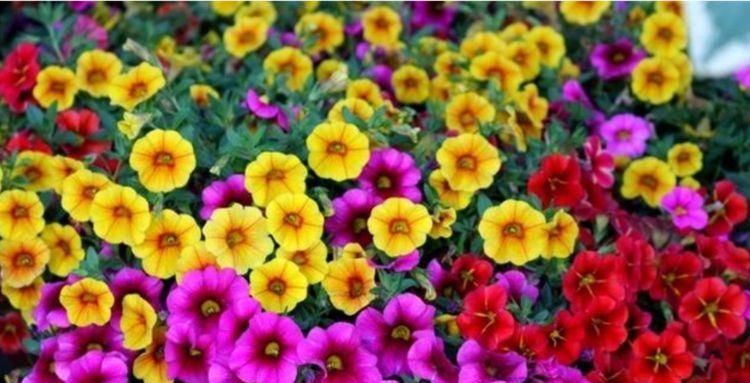  【凤仙花】家养4种旺运花，吉祥又喜庆，病虫害少，养护比较简单