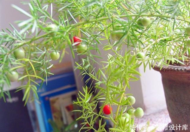 品种|武竹?还真有这个品种,种出来比文竹还美!