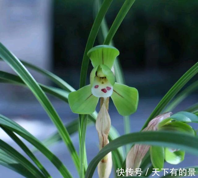  「情况」兰花换盆黄叶就是烂根死苗？这些情况了解一下，不要瞎折腾
