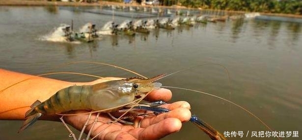 湄公河大虾泛滥，为何中国吃货不敢“下嘴”？导游：多得让人疑虑