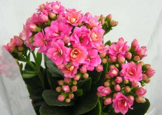  「艳丽」这“5种”花，好看又好养，开花艳丽，美不胜收，家庭盆栽首选