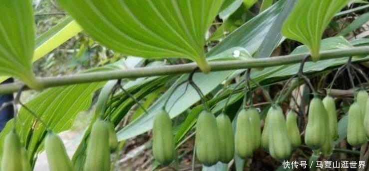 发家致富|乡下一种植物珍贵，野生的却不多了，很多农民用它发家