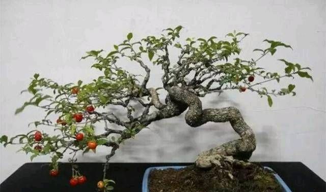  『成形』盆栽樱桃种植技术，使枝条拔节成形，茎粗矮化，趣味性强，美观大方