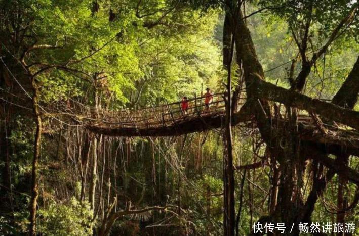 印度人用树“修”了一座桥，不用水泥钢筋，过了200年越来越安全