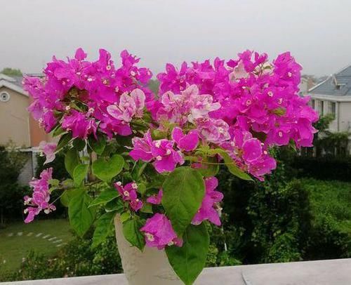  定要注意■扦插三角梅该如何做？按照6个要求操作，生根早、当年就开花