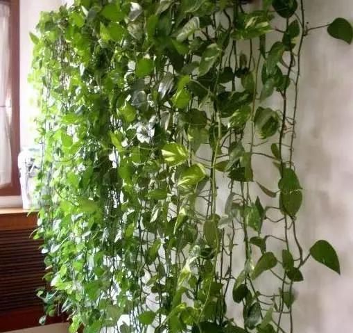 #花友#绿萝虽然很平常,打扮一下也能很惊艳!做一做造型,好看不少哦!