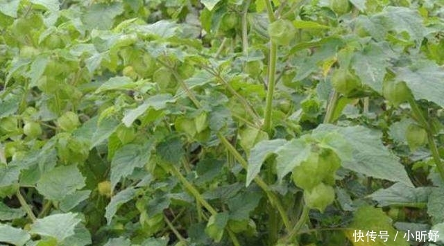 农民在地里种它：20块钱1斤 1亩收益非常高