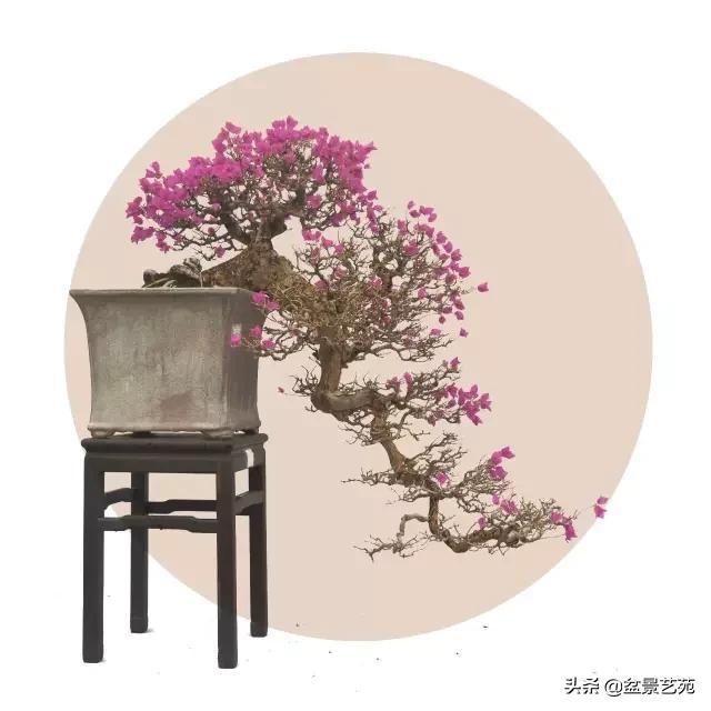  「成寸」盆景百态，缩地成寸