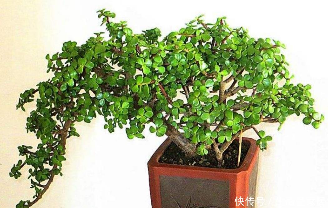  『家庭盆栽』家中养金枝玉叶，到底能不能开花，原来需要满足这些条件