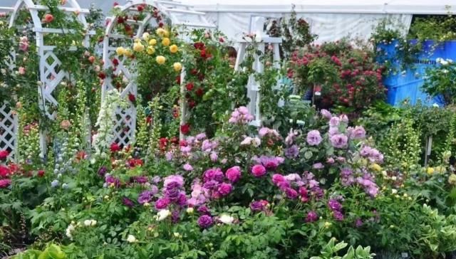 醉美庭院，有这些植物就够了！