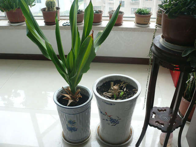 【观叶】观叶植物也门铁你知道多少也门铁怎么扦插繁殖讲讲土培和水培