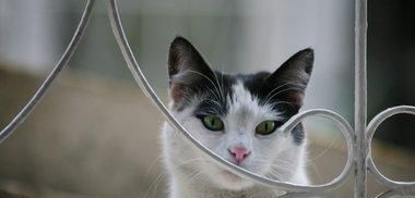  停止■巴西短毛猫以及当猫停止进食时意味着什么？