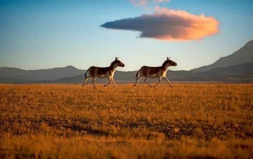 去过,才知道什么是真正的西藏