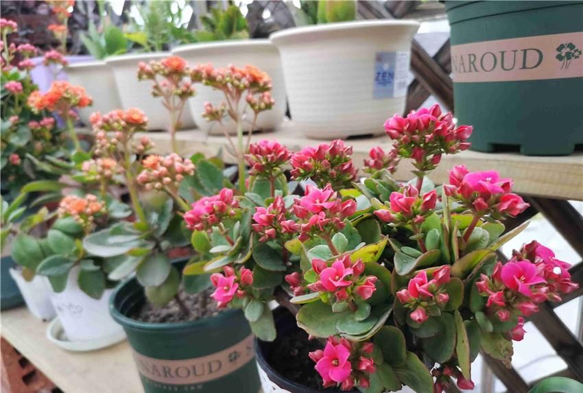  『到充足』养长寿花，做好“3防”，长寿花连年爆花不停歇，花期长达180天！