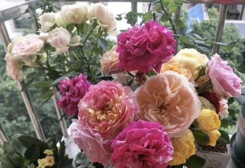  『万能』养花“万能水”有2种，花卉枝条“沾2滴”，根系一直冒，长得快