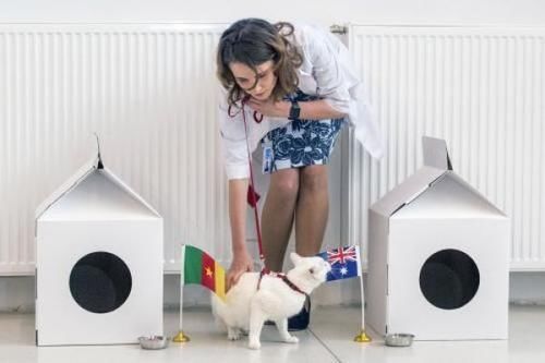 接班章鱼保罗,冬宫猫咪 阿喀琉斯 负责预测世界