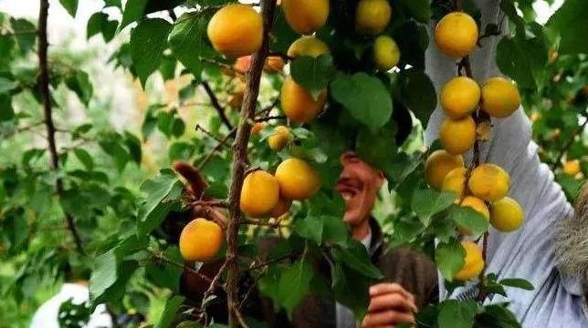  「我国」我国曾经引进美国的这一物种，如今泛滥成灾，人们对它