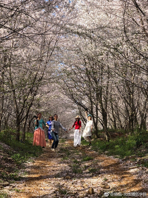在贵州私藏的人间仙境里，做一场6000亩的樱花梦
