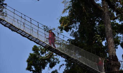 西双版纳望天树景区，有国内独一无二的树冠走廊，是一座天然的氧