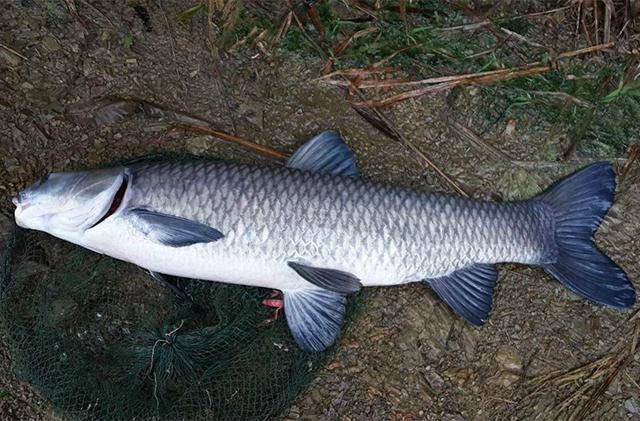  「钓竿」老式钓鱼竿早过时了，了解一下当下流行的新型大鱼“克星竿”吧！