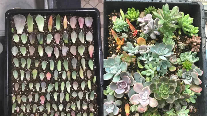 「花钱」这6种花就要穷养,不花钱不用管,个个肥得流油!