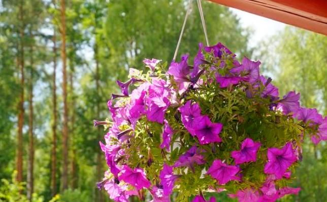 牡丹:春天养殖开花植物,开花堪比牡丹的重瓣矮牵牛,五颜六色开成花园