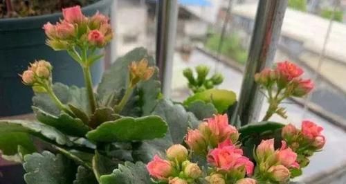 『养分』长寿花花谢后怎么养?做好这“3点”,很快就能“二次开花”