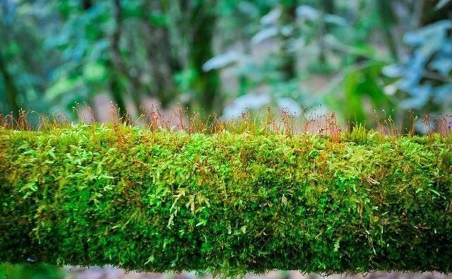 罕见! 被称为“神仙的居所”, 四川发现国内面积最大的绿石林!