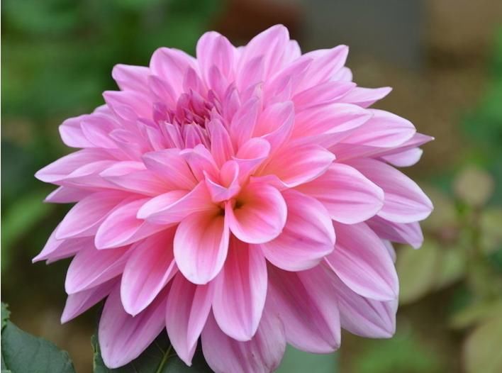  『厉害』这花，真厉害，花朵大如扇，花色鲜艳好喜欢，开花不断，四季赏花