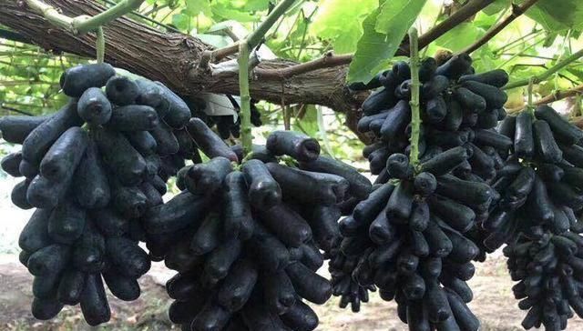  『冰箱』我国又一农业的进步，“冰箱”冻不死，新鲜又美味，农民乐开花