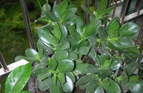  【洒脱】玉树这样养，叶片肥绿，株型洒脱，“玉树临风”，开满花，变老桩