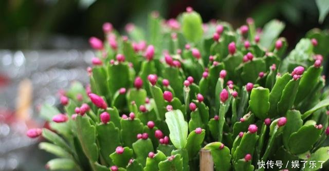  【方法】养君子兰、蟹爪兰十几年一直用它，叶片绿得发黑，年年花开似火