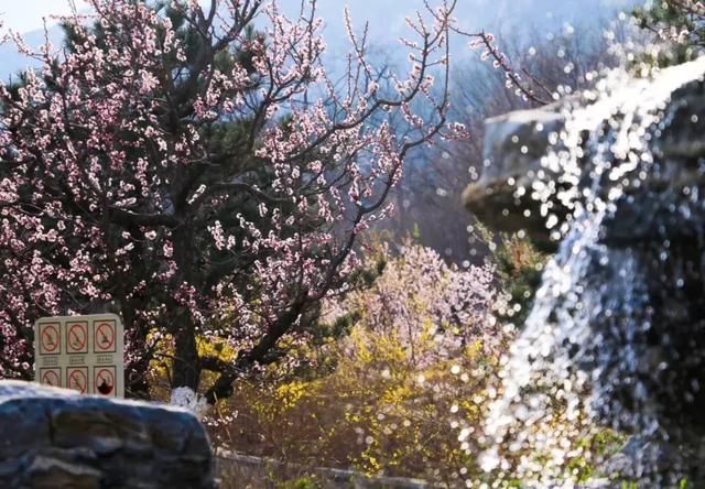 花开成海!!!再过半个月,海淀这座山将美成童话!