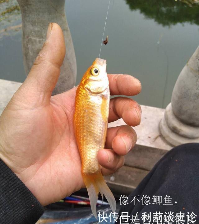  #把它放生#海淀区昆玉河，鲫鱼开口，送你钓小鱼攻略