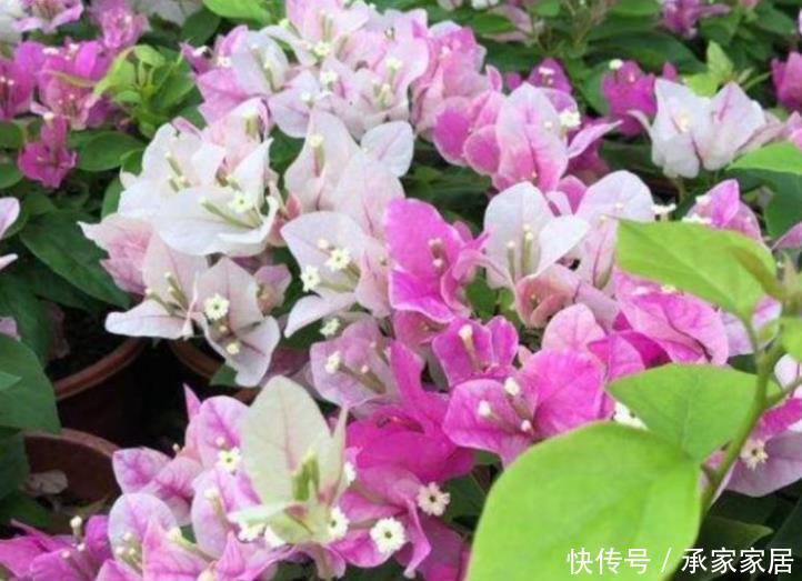 春天@春天就养“4种花”,越晒越开花,一开就是200天,拦都拦不住!