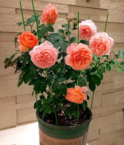 『花苞』养花养这几款,叶片肥厚,花朵清新优雅,花苞突突往外冒