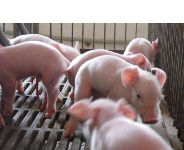 为什么仔猪卖不出，肥猪却成了抢手货？
