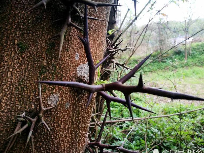 乡村一种树上生长的刺，却是一味中药材，您可认识