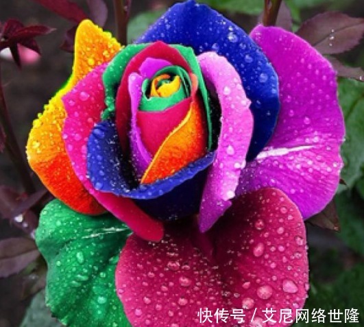 【拥有】这几种类型的玫瑰花,你应该拥有