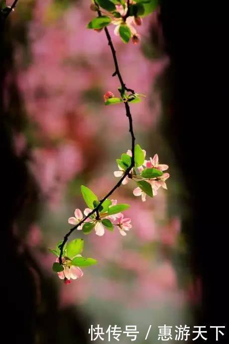 人间三月,桃红柳绿,杏花春雨,最美江南!