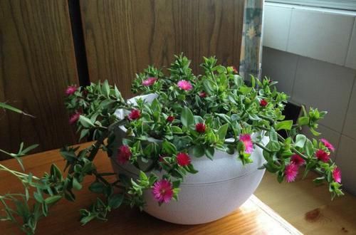  妖娆：喜欢养菊花，不如养这四款花，花姿妖娆，盛开时繁花似锦，内敛美