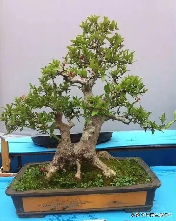 红牛盆景，牛气冲天！