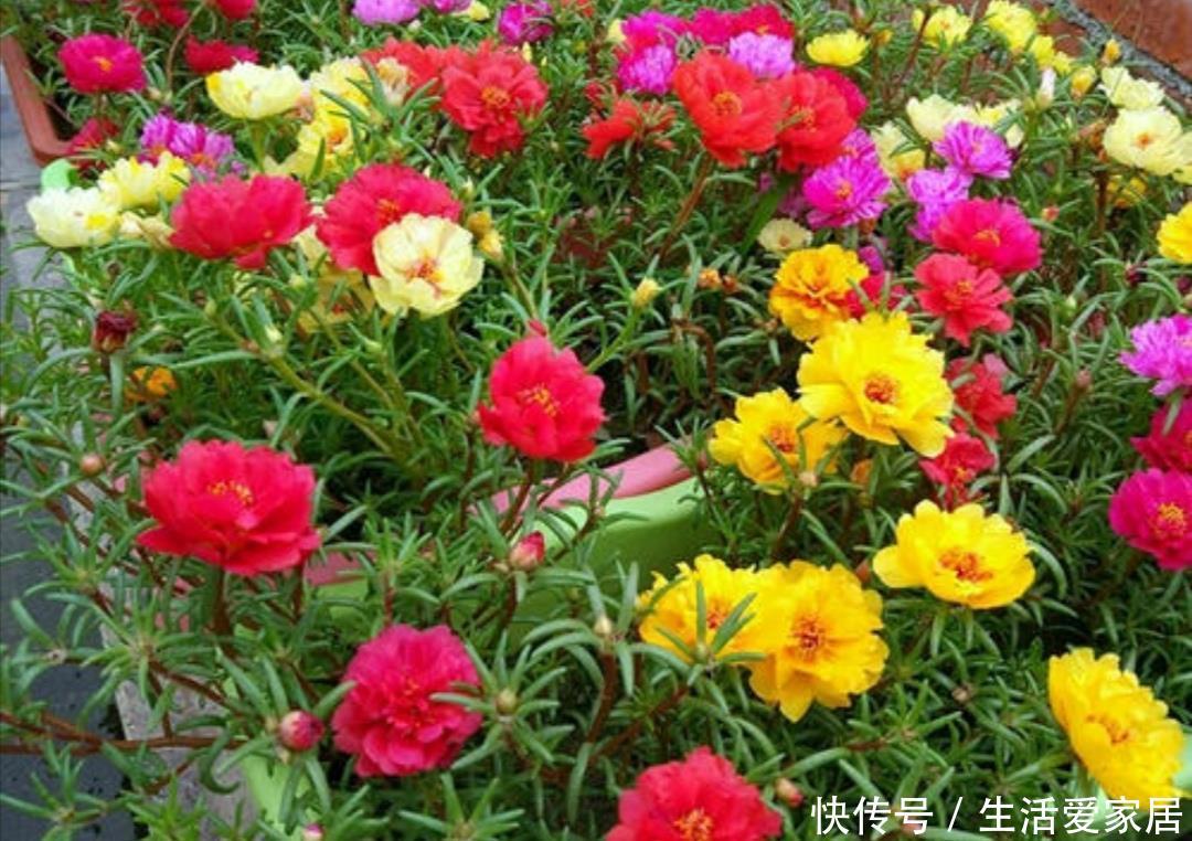  『促使植株』5月养太阳花，给它补充1种肥，花苞长更多，花开满盆